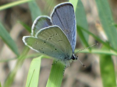 Provencal Short-tailed Blue, Leuk, 30.06.16