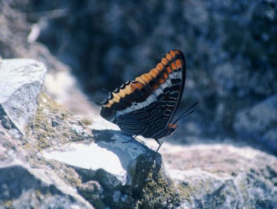 Pasha, The Rock, Gibraltar