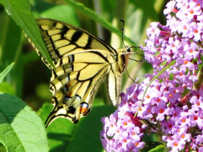 Swallowtail, Filisur, 07.08.17