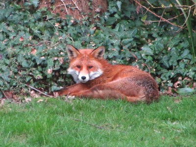 Fox, Muirfield Park, 16.03.21