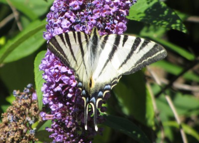 Scarce Swallowtail, Brusio, 02.08.13