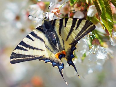 Scarce Swallowtail, Shutterstock
