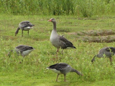 Greylag Geese, North Cave, 01.08.20