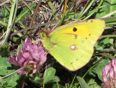 Clouded Yellow, Simplon, 09.08.19