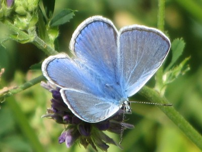 Common Blue, Brusio, 28.07.15