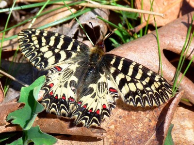 Southern Festoon, 06.04.22