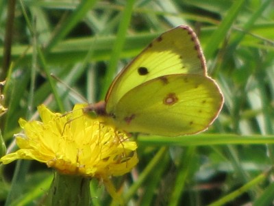 Pale Clouded Yellow, Versam, 29.07.15