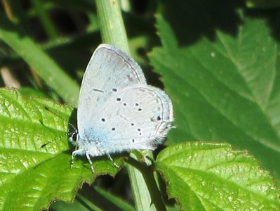 Provencal Short-tailed Blue, Near Martigny, 11.08.19