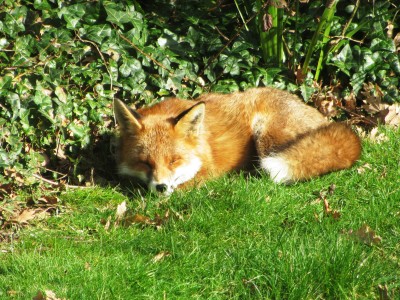 Fox, Muirfield Park, 25.02.21