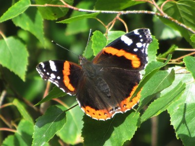 Red Admiral, Chambers Farm, 17.07.20