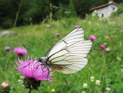 Black-veined White, Cavaglia, 12.07.19