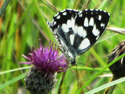 Marbled White, Russin, 10.06.24