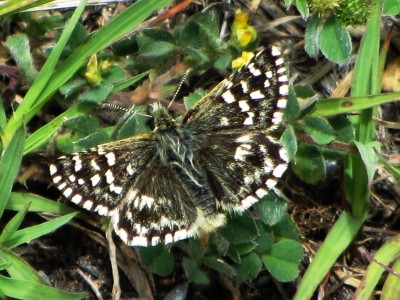Southern Grizzled Skipper, Leuk, 03.06.16