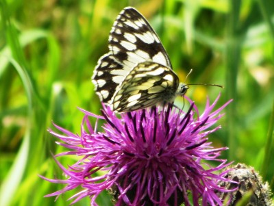 Marbled White, Kiplingcotes, 18.07.24