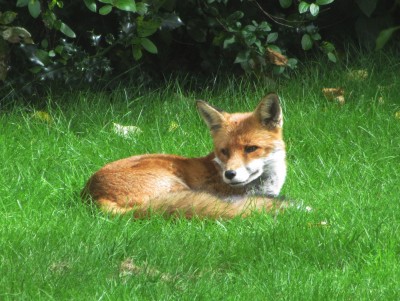 Fox, Muirfield Park, 08.09.20