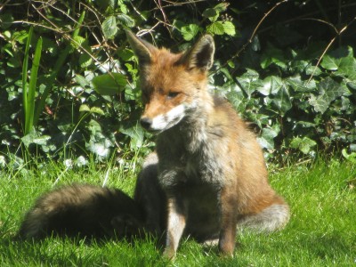 Fox, Muirfield Park, 18.04.21