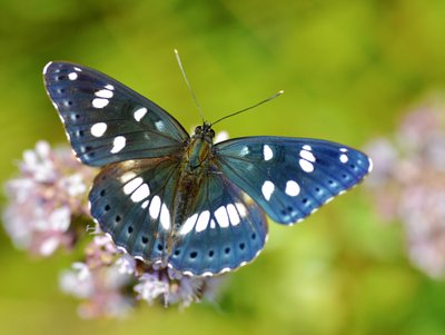 Southern White Admiral, Shutterstock