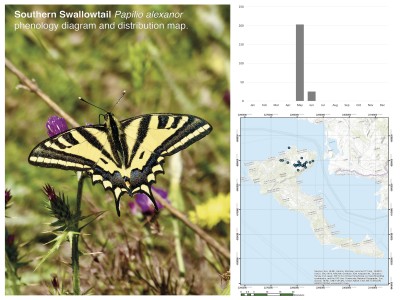Southern Swallowtail, Distribution and Flight Time
