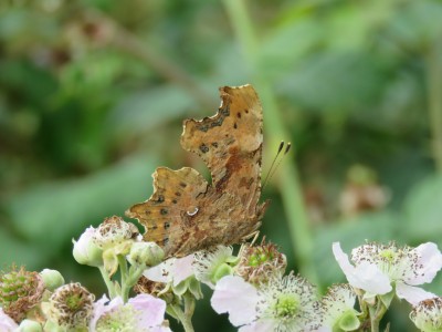 Comma (form hutchinsonii) 10th July