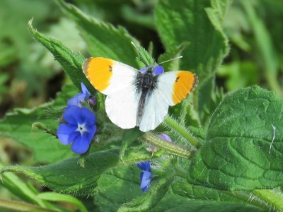 ♂ Orange-tip 4th May