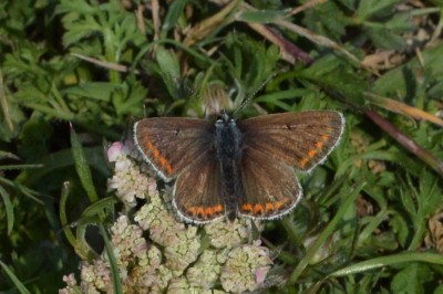 ♂ Brown Argus 22nd Sept