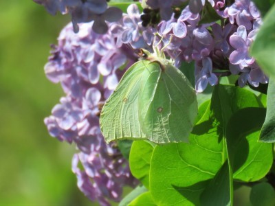 Female Brimstone 21st April