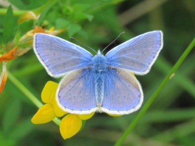 ♂ Common Blue 14th July