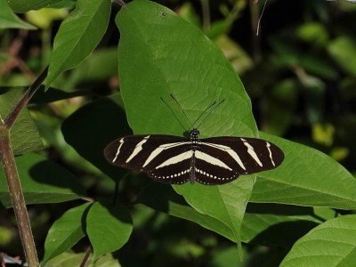 Zebra Heliconia Heliconius charithonia