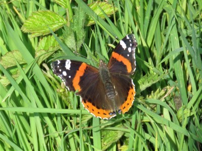 Red Admiral 24th April