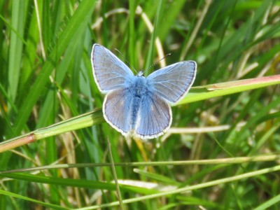 ♂ Common Blue 16th May
