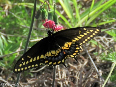 Black SWallowtail (Male)