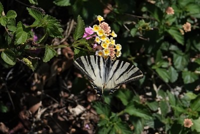 Scarce Swallowtail