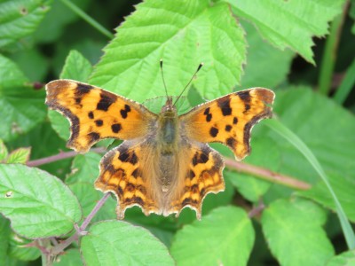 Comma 14th July