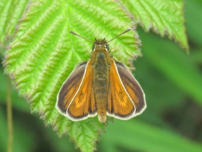 Lulworth Skipper 20th June