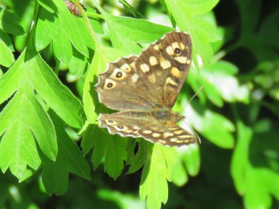 Speckled Wood 20th April