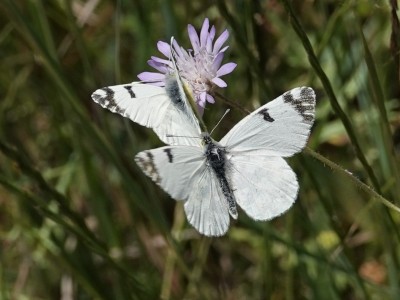 Eastern Dappled White