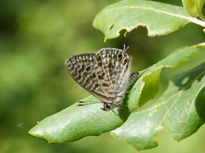 Lang’s Short-tailed Blue  Leptopes pirithous