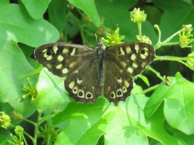 ♂ Speckled Wood 4th May