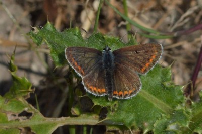 ♂ Brown Argus 22nd Sept
