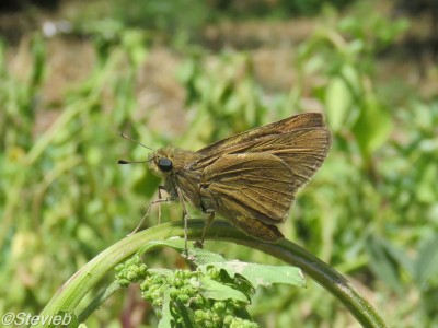 Pigmy Skipper? 9th May 2019