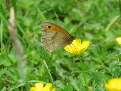 Meadow Brown 27th May
