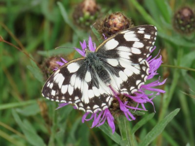 ♀ Marbled White 17th June