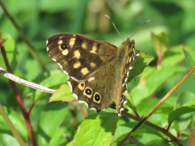 ♂ Speckled Wood 4th May