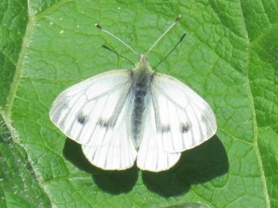Female Green-veined White 22 April