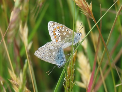 Common Blue in cop 12th June