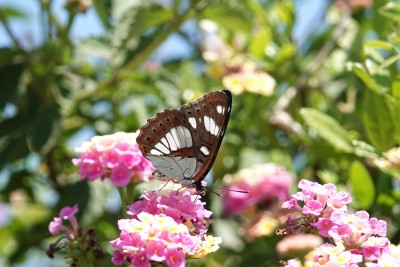 Southern White Admiral