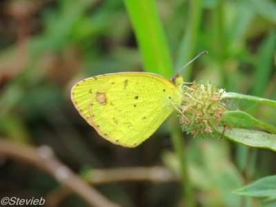 Little Yellow