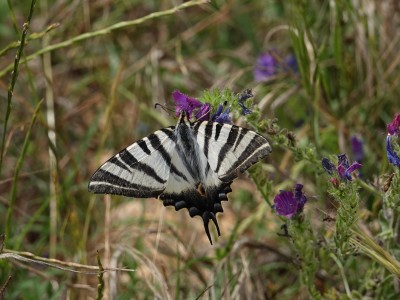 Iberian Scarce Swallowtail  Iphiclides feisthameli