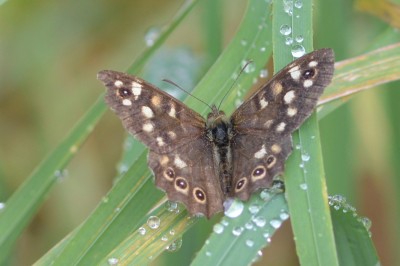 Speckled Wood 29th Sept