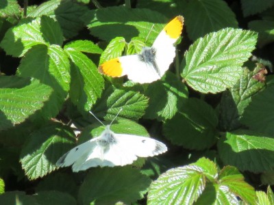 Male &amp; Female Orange-tip 2nd May